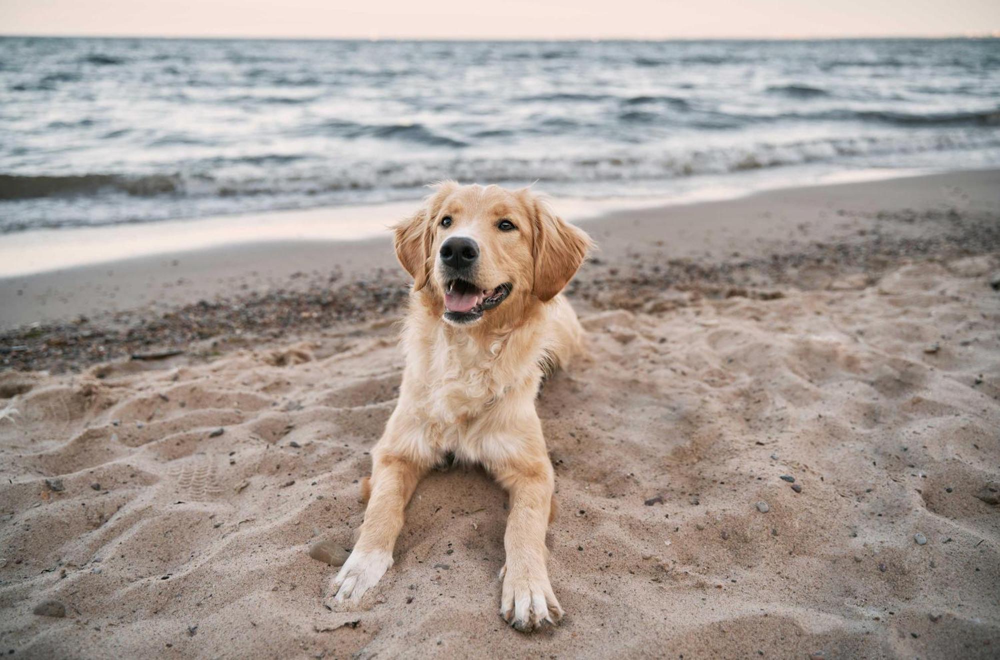 Seehund An Der Seebruecke Zingst Exterior photo